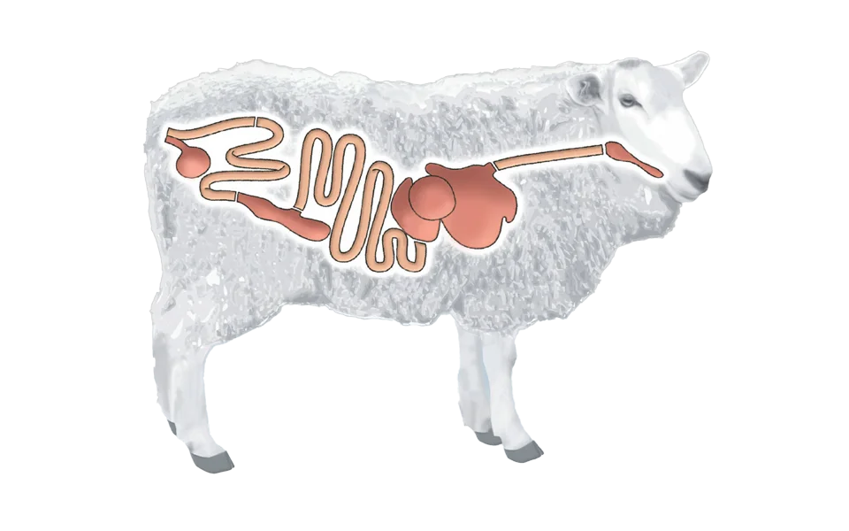 Sheep casing processing